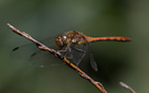 Sympetrum striolatum